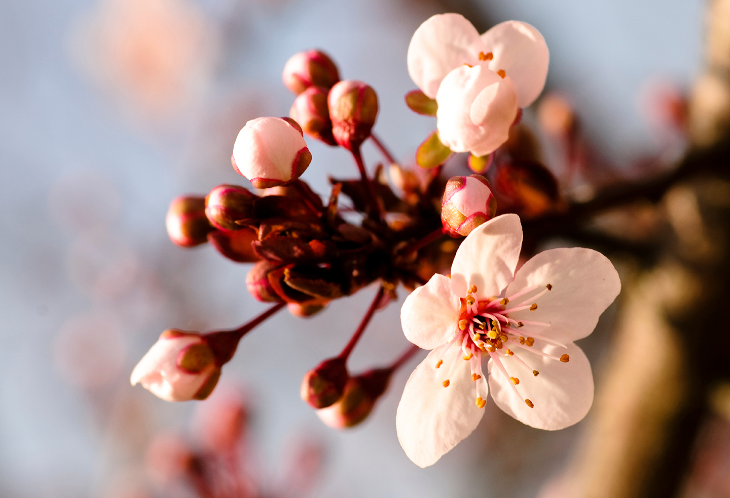 Plum Blossoms