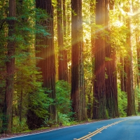 Redwoods